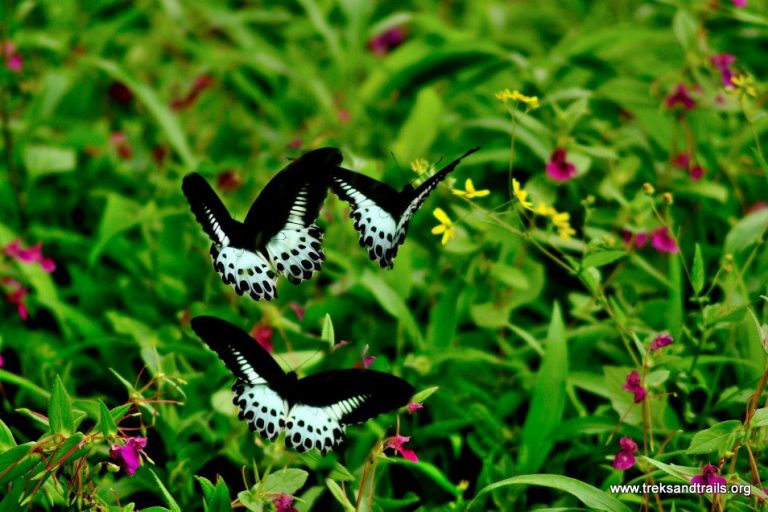 Kaas Plateau – Valley of Flowers