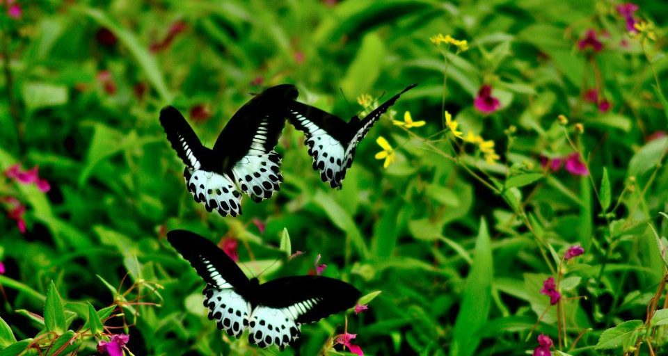 Kaas Plateau – Valley of Flowers