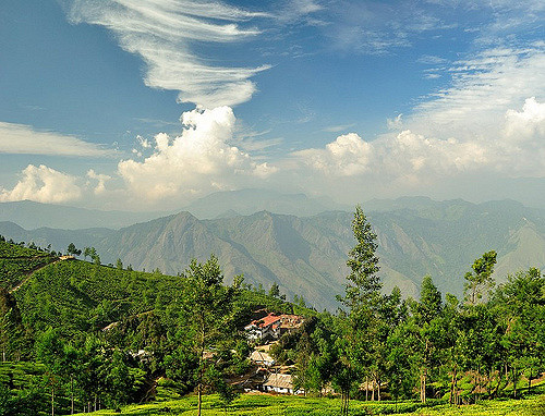 Kerala Tea Farms Kolukkumalai
