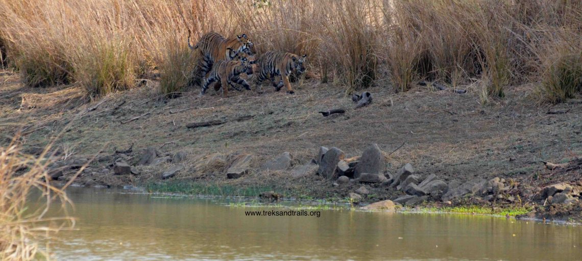 Tadoba Andhari Tiger Reserve Blog