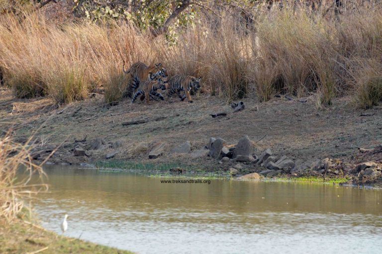 Tadoba Andhari Tiger Reserve Blog