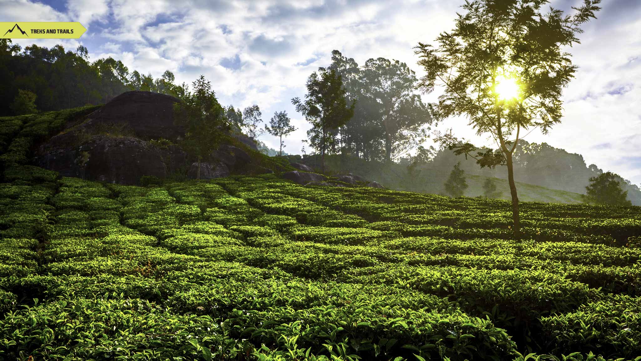 Munnar-Kerala