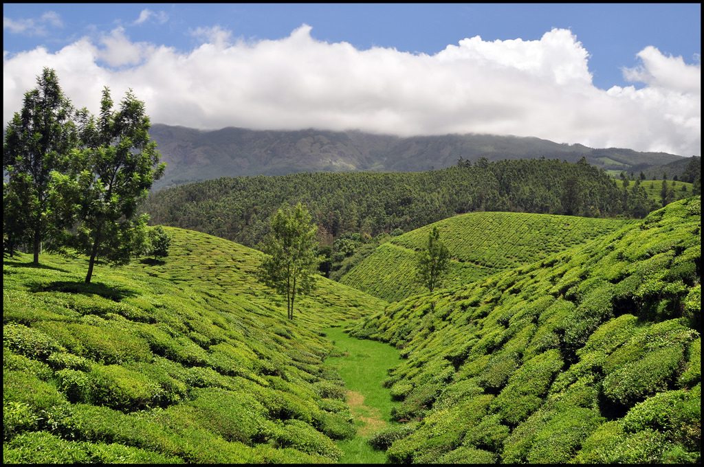 Munnar Tea Estate