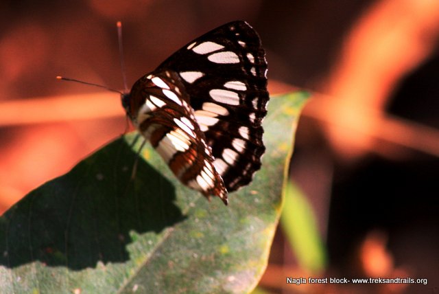 Discover Nagla Block Forest