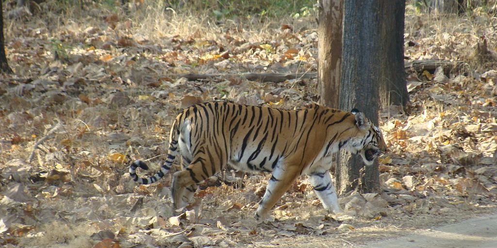 Pench National Park