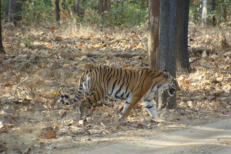 Pench National Park