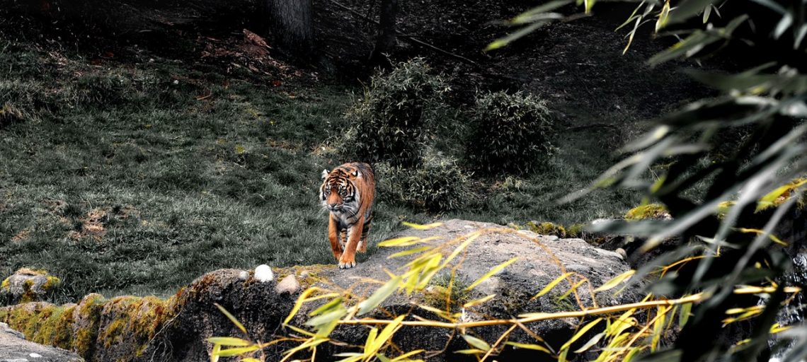 Save The Tiger