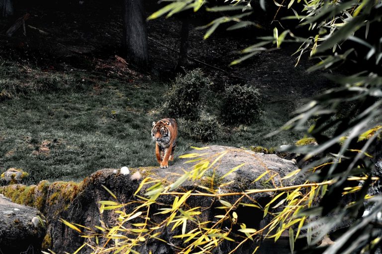 Save The Tiger