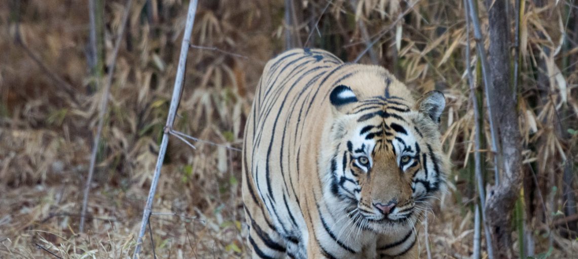 Tadoba National Park
