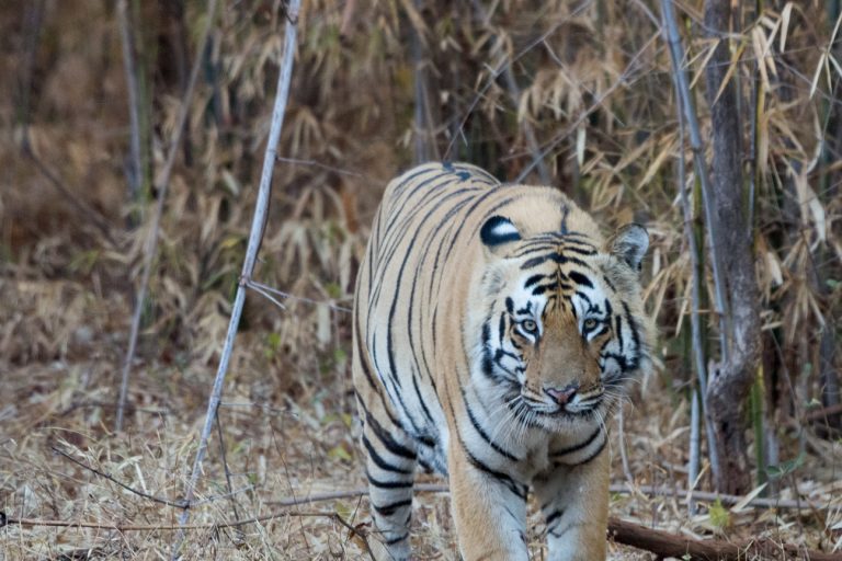 Tadoba National Park
