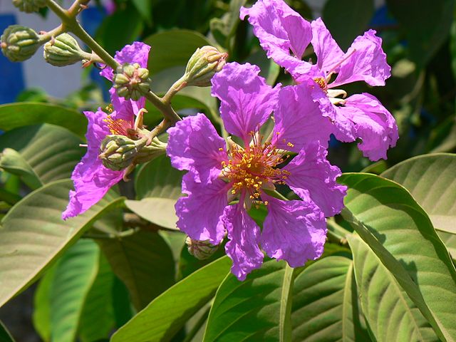 Tamhan-Flower