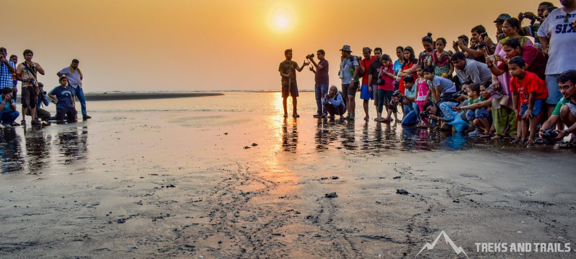 Velas Turtle Festival Blog by Adya