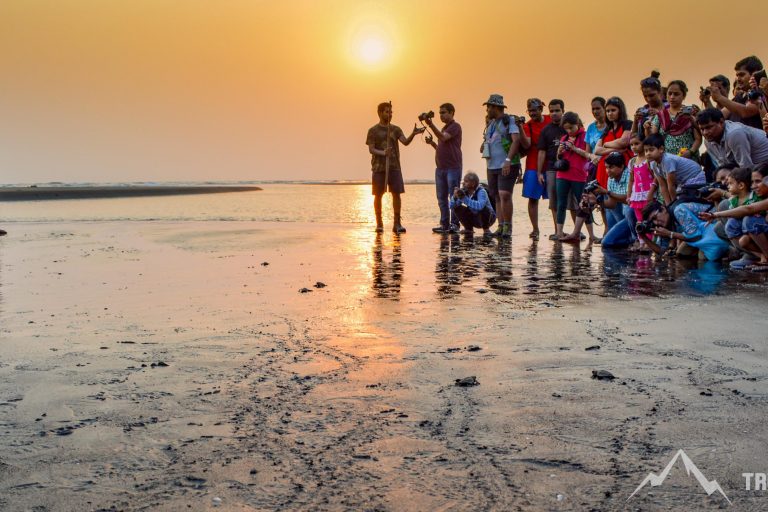 Velas Turtle Festival Blog by Adya