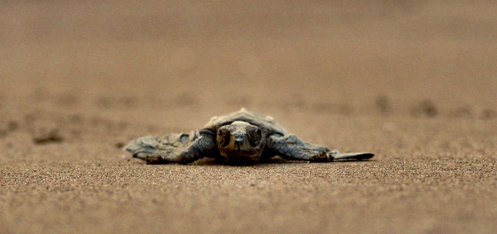 Velas Beach Turtle Festival-1-2