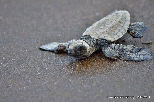Velas Turtle Festival Blog full dhamal masti