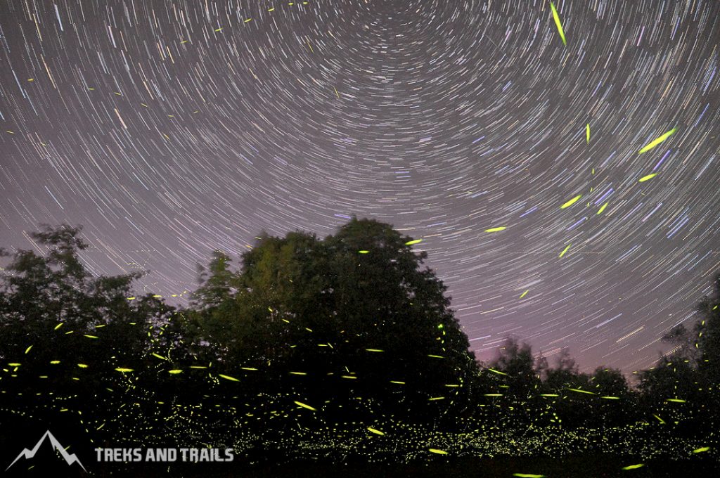 Siddhagad-Fireflies-Festival-Maharashtra
