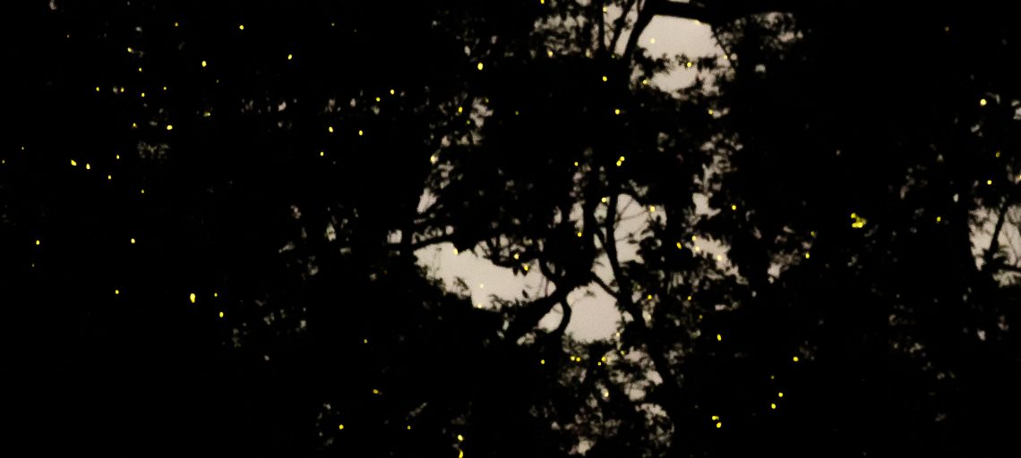 Fireflies Festival Maharashtra