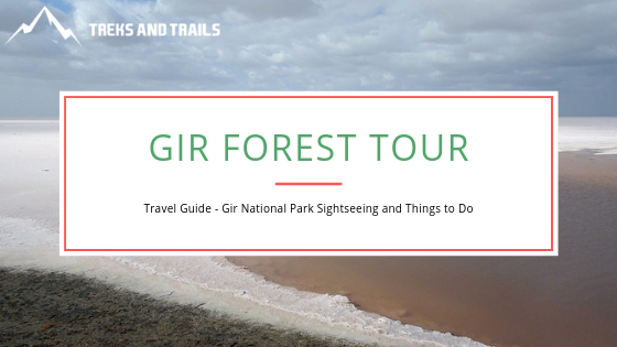 An All-Inclusive Guide To The Gir Forest Tour