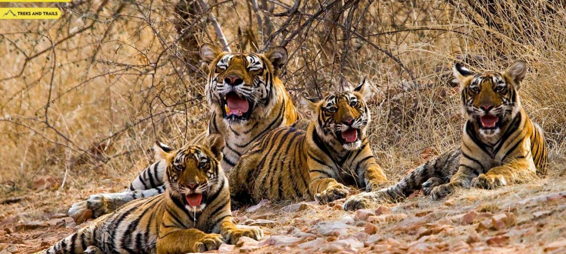 Ranthambore National Park See The Tiger In The Wild