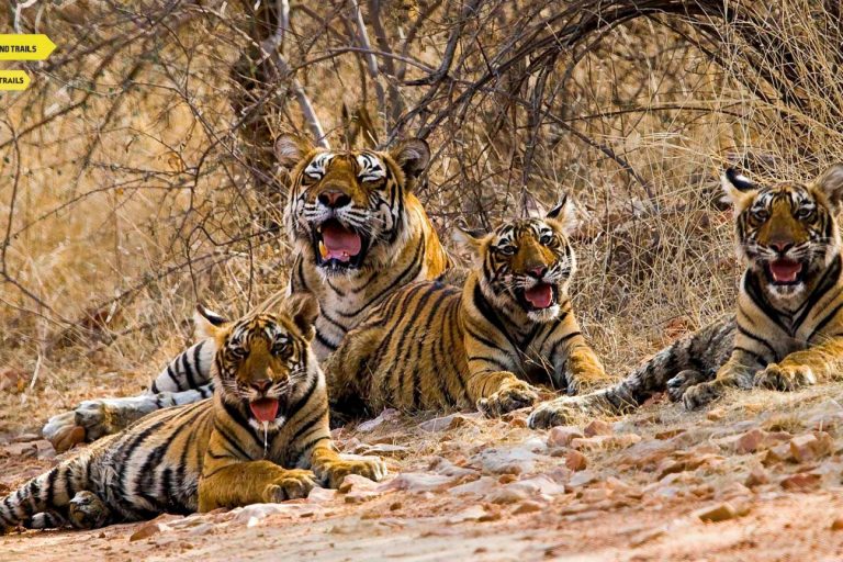 Ranthambore National Park See The Tiger In The Wild