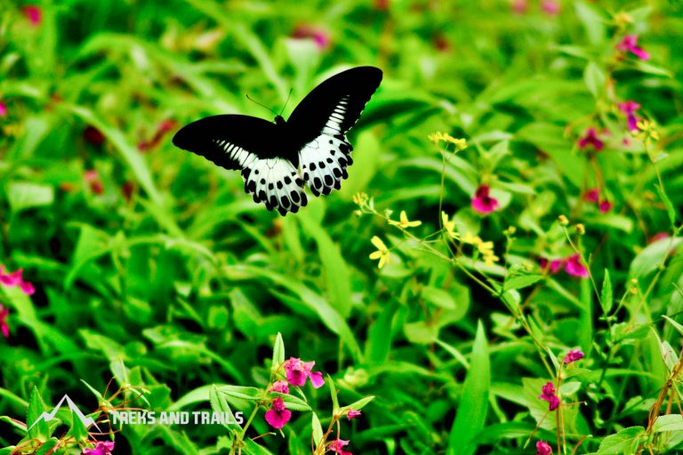 Kaas Plateau – Valley of Flowers – Travel Guide