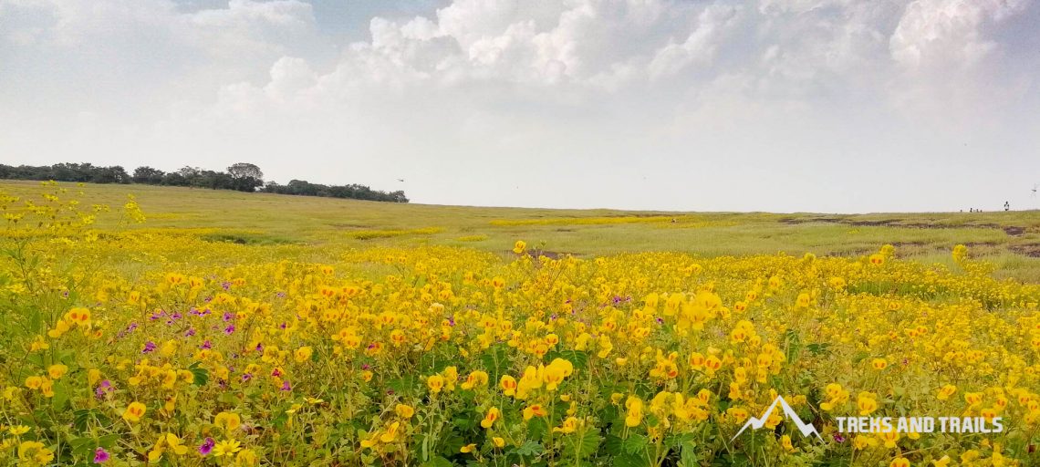 Kaas Plateau – Valley of Flowers Maharashtra