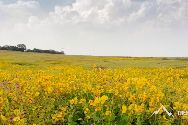 Kaas Plateau – Valley of Flowers Maharashtra
