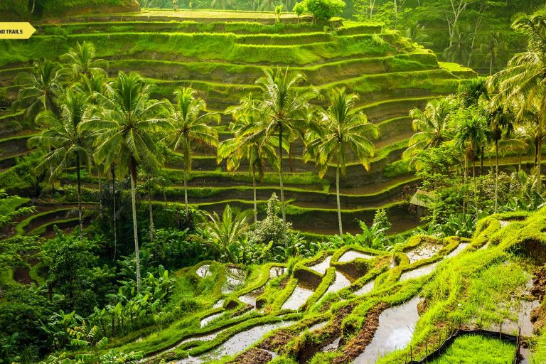 Bali Indonesia Tourism | Digital Nomads