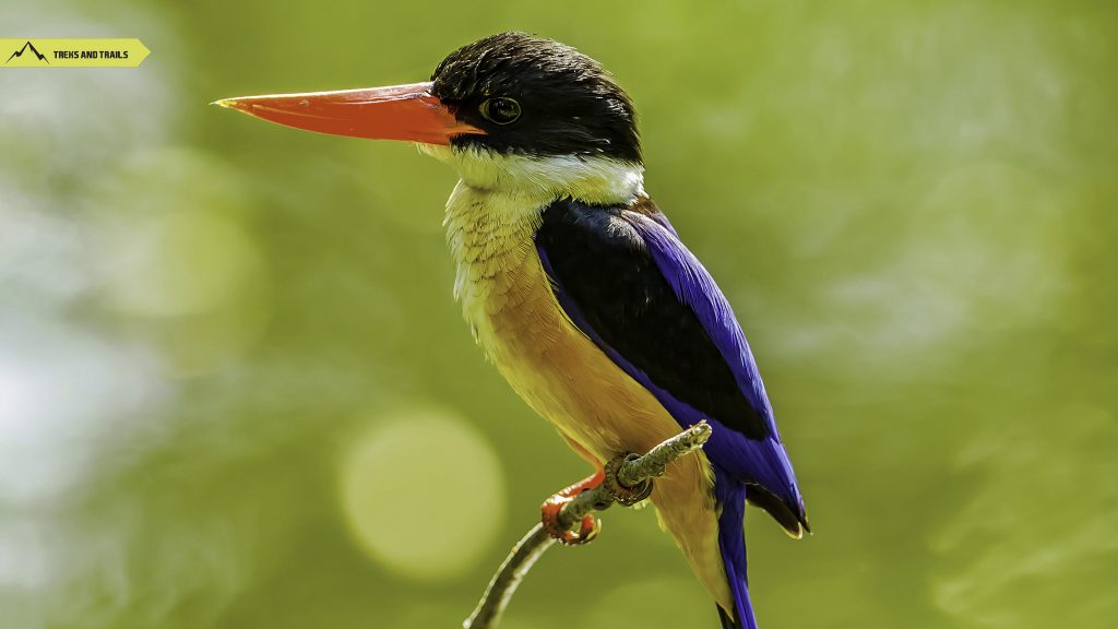 Black-capped-Kingfisher