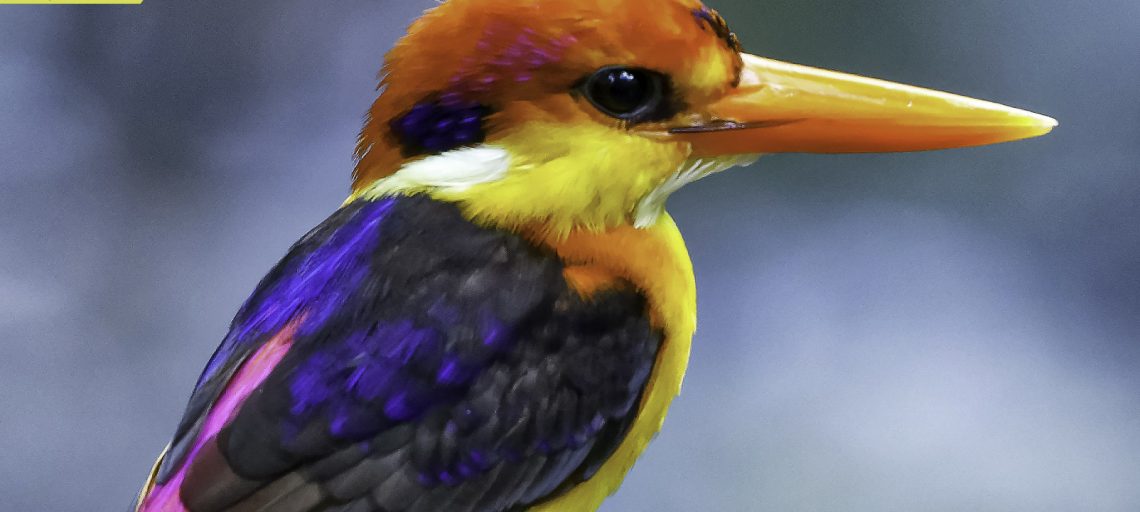 Kingfisher of India | Ten Types of Kingfisher Birds