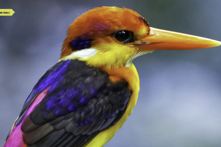 Kingfisher of India | Ten Types of Kingfisher Birds