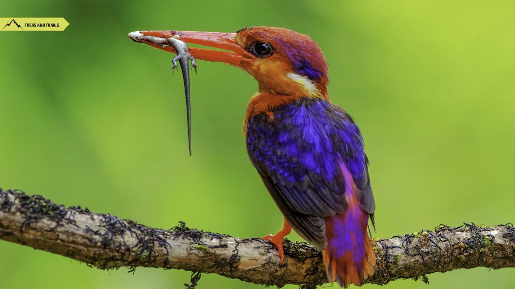 Oriental-dwarf-kingfisher
