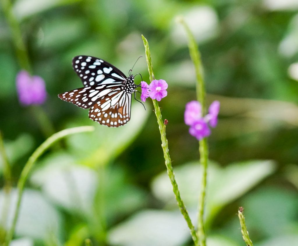 Ovalekar-Wadi-Butterfly-Park