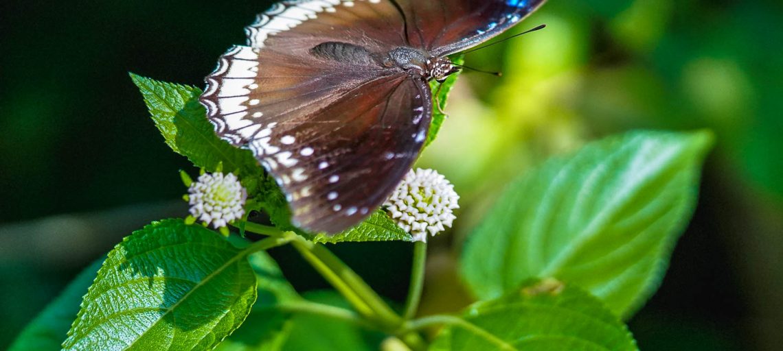 Ovalekar Wadi Butterfly Park | Home to Beautiful Butterflies