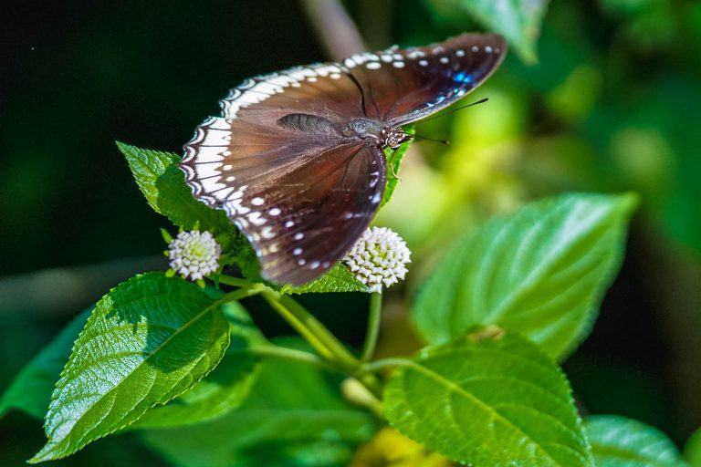 Ovalekar Wadi Butterfly Park | Home to Beautiful Butterflies