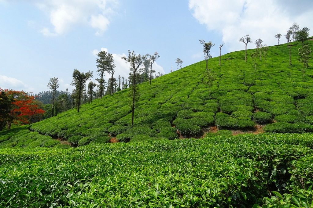 Chikmagalur