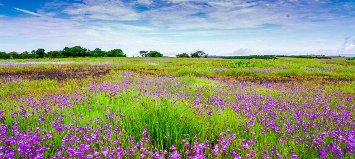 Kaas Plateau Ban 2020 Covid19