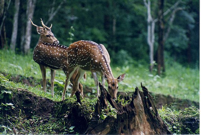 Cotigao Wildlife Sanctuary
