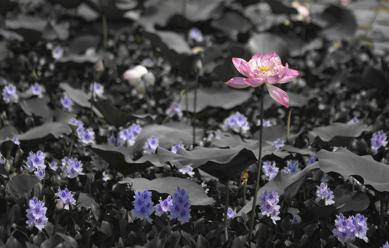 Goa Lotus