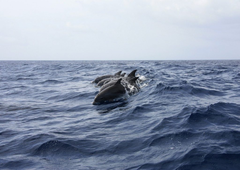 dolphin-spotting