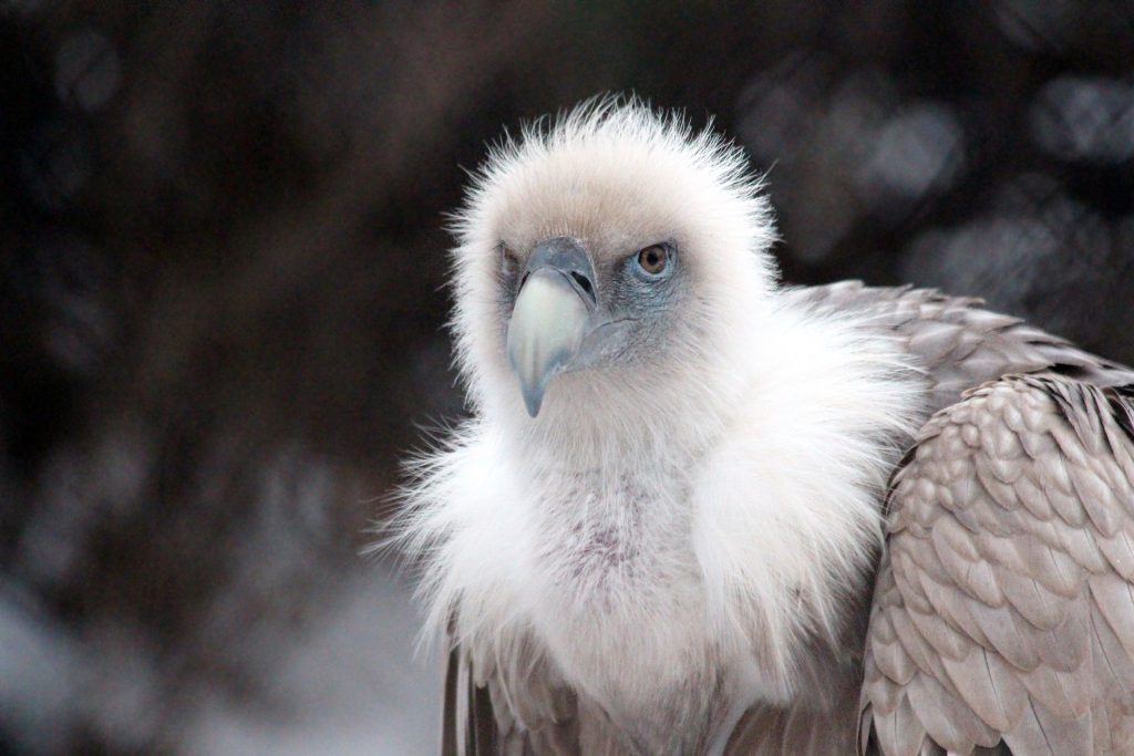 Himalayan Vulture