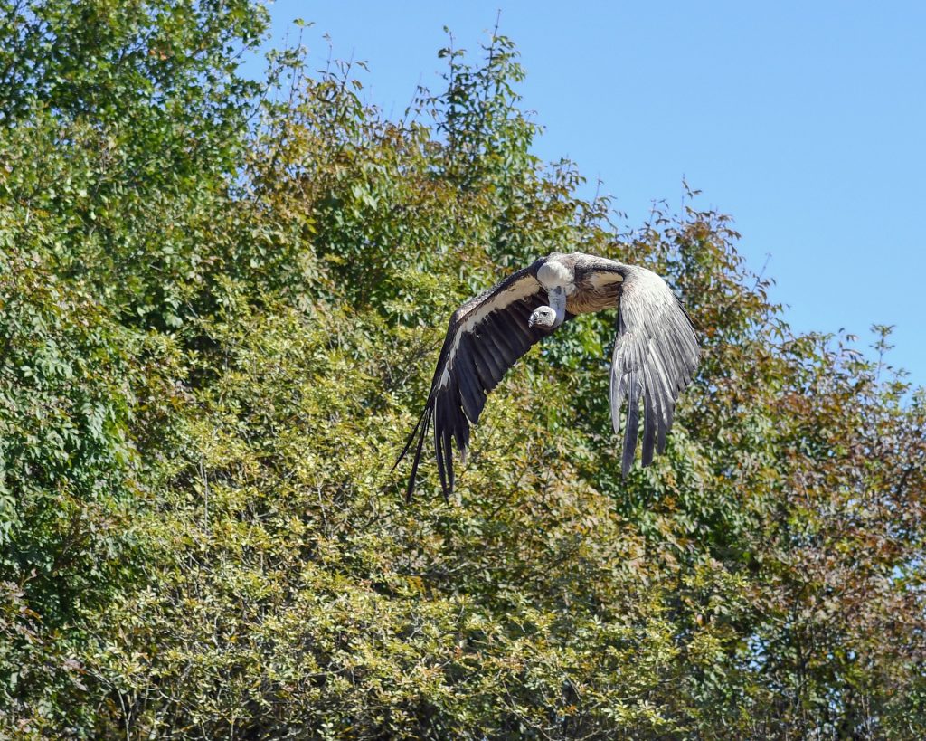 Birds of India