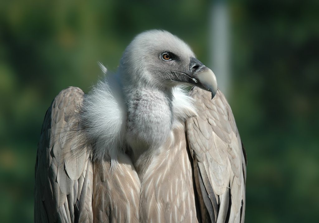 Himalayan Birds of India