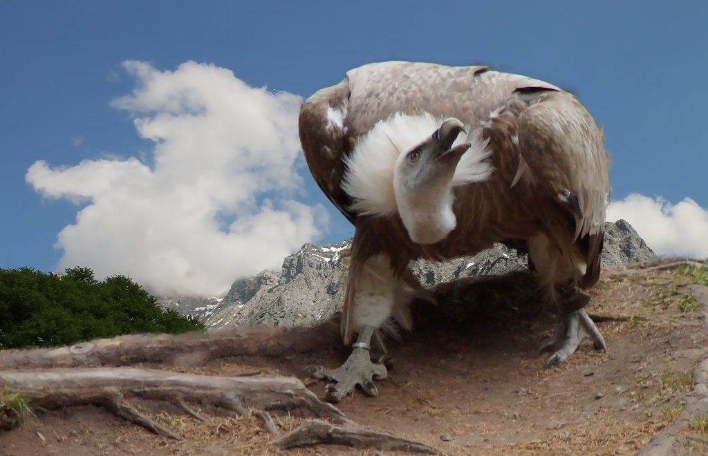Himalayan Birds of Prey