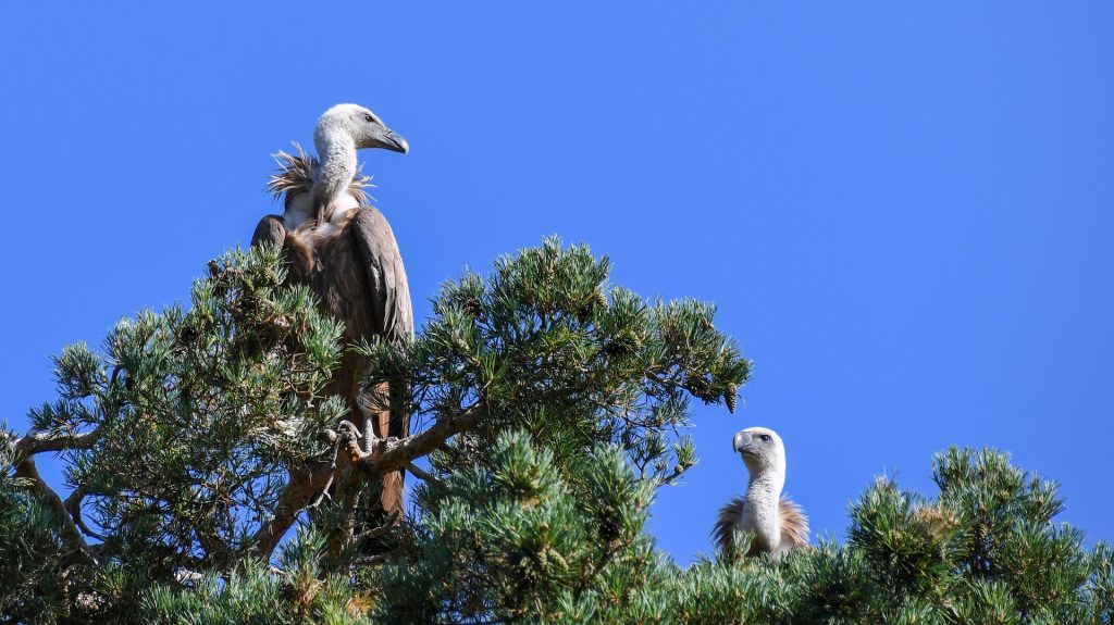 Himalayan Griffon Vulture (4)