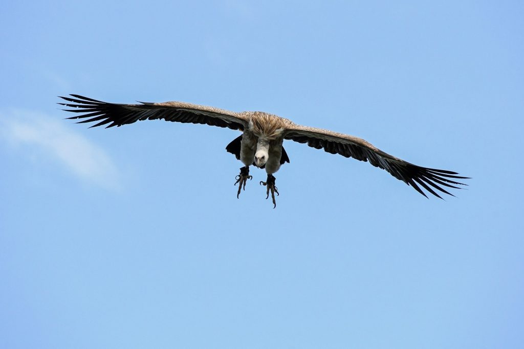 Himalayan Griffon Vulture (5)