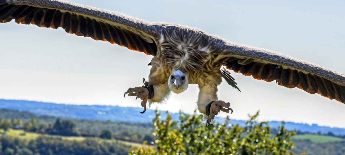 Himalayan Griffon The Largest Gyps Vulture