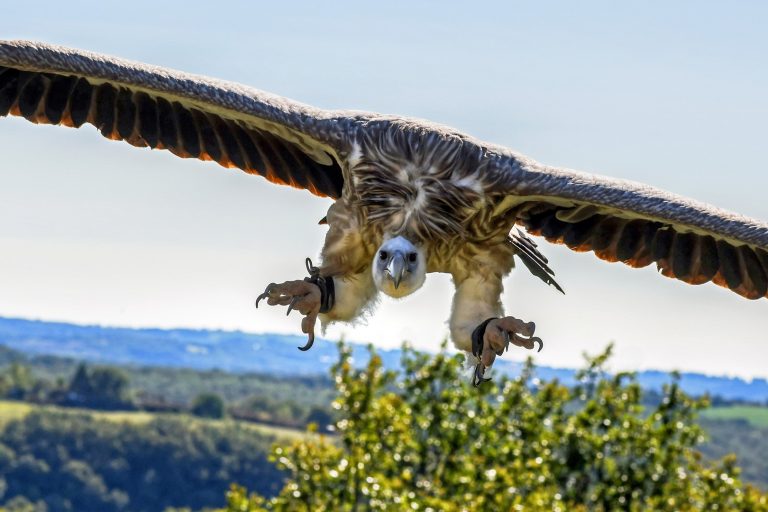 Himalayan Griffon The Largest Gyps Vulture