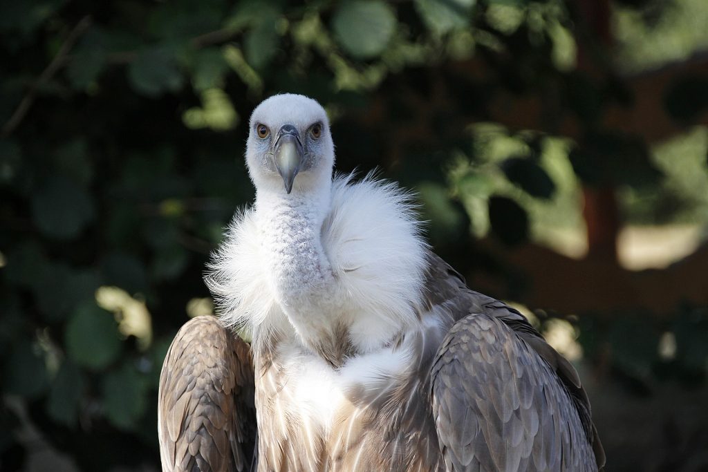 GYPS Griffon Vulture