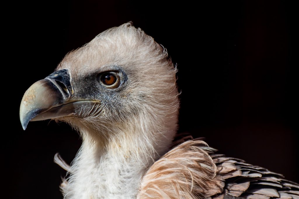 Raptors of Himalayas 